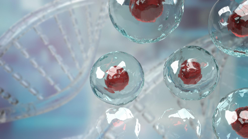 What Happens During Stem Cell Therapy